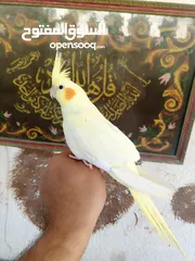  6 طيور للبيع