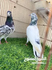  8 حمام باكستاني للبيع الجور الواحد ب 10