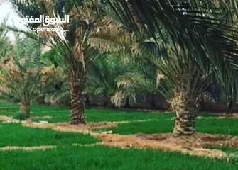  1 للبيع مزرع2000م ابوغريب