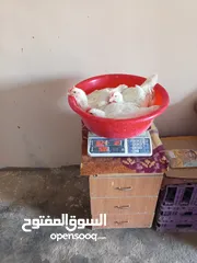  1 محلات الايمان لمعدات الدواجن