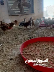  2 دجاج عرب وفيومي للبيع