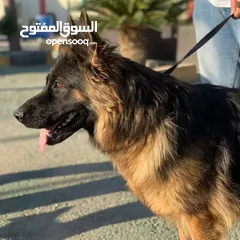  1 كلاب جيرمن شيبرد وجولدن ريتريفر مدربين وغير مدربين