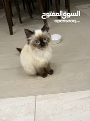  3 همالايا للبيع