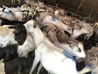  16 Somali goat and sheep  available all time