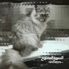  2 قطط شيرازية للبيع