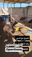  4 للبيع مجموعة حيوانات ومواشي