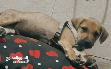  2 كلب هجين الأب چيرمان و الأم بيتبول 50 يوم عمره  البيع لغرض السفر كثير لعوب ومرح مع الاطفال