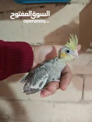  4 فراخ كوكتيل للزق اليدوي