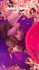  3 Hamsters with setup