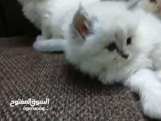  5 قطط هملايا