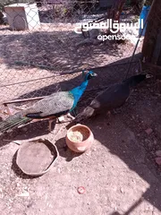  7 جوز طاووس هندي