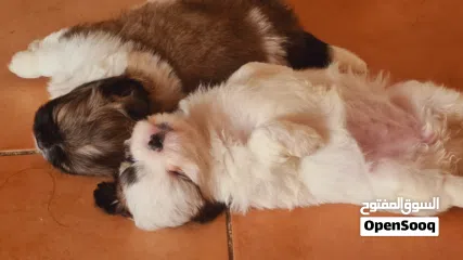  11 1 month old female puppies for sale