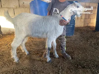  2 بسم الله ماشاء تبارك الرحمن سخله شميه حره لون مميز سخله شق توم سلاله عاليه