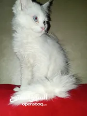  4 سلحفاه و بطه  و قطه شنشيلا و قط شيرازي  كتن بيبي ابيض و حلزون كركعه و بطبوطين  سلحفاة مائيه