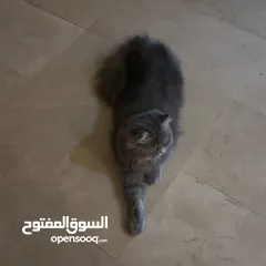  4 قطط للتبني