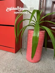  4 Beautiful Indoor Plant in Pink Pot