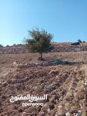  14 مزرعه للبيع في جرش سوف منطقه الظهره الشماليه