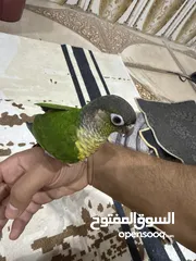  2 طائر كنيور أليف للبيع