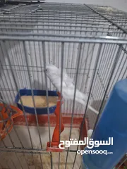  23 غرفة طيور حب هوغو وبردات انكليزي على هوغو للبيع بسعر حرق