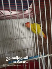  6 حب لاسونغ /روز البيع كوم