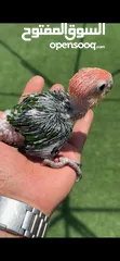  2 فرخ وايت بيلي كايك baby white bellied caique