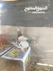  3 جواز بسعر مغري