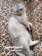  4 سكوتش فولد