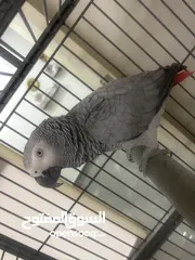  3 ببغاء كاسكو