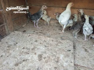  1 15 صوص الحبه على دينار ونص