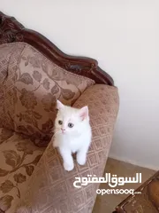 3 3 قطط مكس شانشيلا سكوتش فولد للبيع
