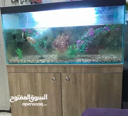  1 حوض سمك مع خزانة الحوض بدون أسماك السعر قابل للتفاوض بشيء بسيط