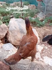  2 دجاج بقستانيات