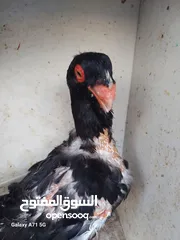  1 مسود اسود +طيرة يهودية سودة بسعر حرق