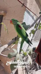  3 فرخ ببغاء كساندره