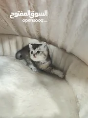  3 انثى سكوتش ستريت ، سلفر شدد بسعر ولا بأحلام