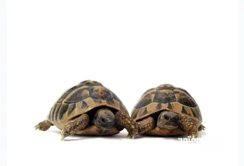  1 سلاحف عدد 2