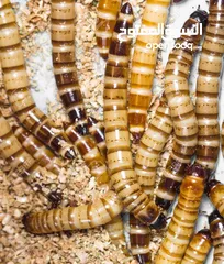  2 دود قبابي _ميل ورم _ Mealworm