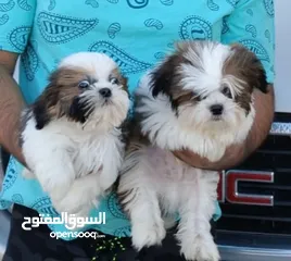  8 beautiful Male Shih-tzu puppy