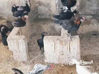  3 العمر من ثلاثه أشهر ولغايه سته أشهر