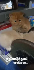  4 pure persian kitten