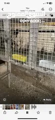  3 طيور كوكتيل