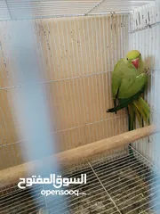  8 طيرة درة ام فراخ اقرأ الوصف، كوكتيل فيشر حب جنة كنار كاسكو جوز انتاج فراخ كنيور عصفور كويكر جرين شيك
