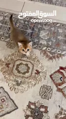  6 قط ذكر للبيع سكوتش ستريت جولد