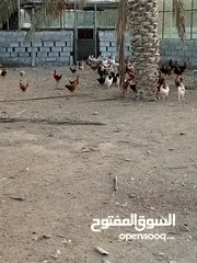  6 دجاج عماني  عمر ثمانية أشهر بي ريالين ونص يوجد فيديو ودجاج عمر أربعة شهور بي ريال ونص