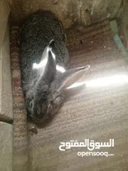  3 جوز ارانب الماني للبيع بسعر مغري جدا
