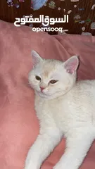  7 قطط سكوتش فولد 3 اناث وذكرين