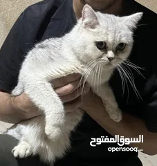  2 قطط لاتبنى