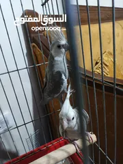  1 زوج كوكتيل وايت فيس