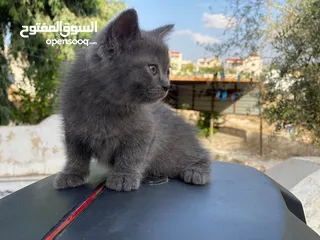  4 مكس الام بريتش الأب سكوتش