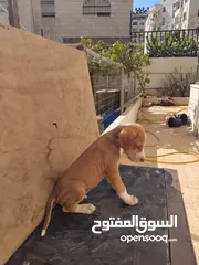  3 كلب صيد جرو
